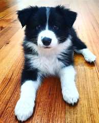 Chiots Border Collie