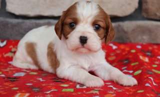 Chiots Cavalier King Charles