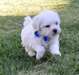 Chiots Bichon Frise - Annonce classée # 536706