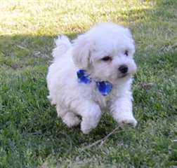 Chiots Bichon Frise