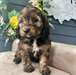 Chiots Bernedoodle - photo 1