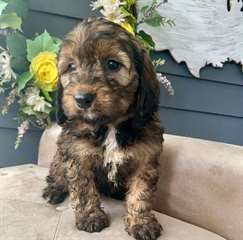 Chiots Bernedoodle