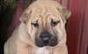 Chiots Chinese Shar-Pei - photo 1