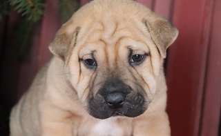 Chiots Chinese Shar-Pei
