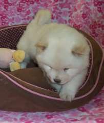 Chiots Chow Chow