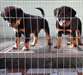 Chiots Rottweiler - Annonce classée # 536722