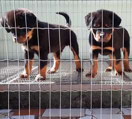 Chiots Rottweiler