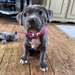 Chiots Staffordshire Bull Terrier - Annonce classée # 536773