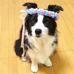 Chiots Border Collie