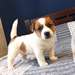 Chiots Jack Russel Terrier - Annonce classée # 536776