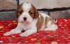 Chiots Cavalier King Charles - Annonce classée # 536779