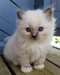 Chatons Birmans. 11 semaines - Annonce classée # 536784