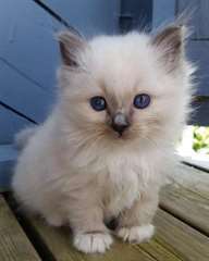 Chatons Birmans. 11 semaines