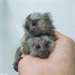 Petit singe ouistiti disponible. main levée et trè - Annonce classée # 536790