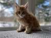 Chatons Maine Coones A Vendre - Annonce classée # 536800