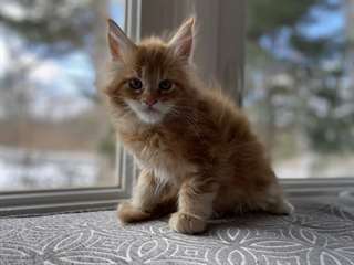 Chatons Maine Coones A Vendre