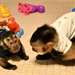 Singe Capunchin A Vendre - photo 1