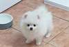 chiot Spitz allemand a donner - Annonce classée # 536824
