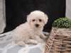 chiot Bichon frisé a donner - Annonce classée # 536825