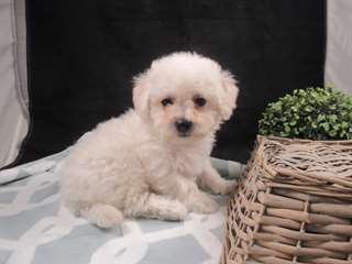 chiot Bichon fris&#233; a donner