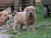 chiot Shar Pei a donner - Annonce classée # 536833