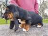 Chiots Basset Hound a donner - Annonce classée # 536836