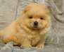 chiot chow chow a donner - photo 1