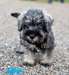 chiots Schnauzer a donner - Annonce classée # 536840