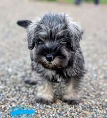chiots Schnauzer a donner
