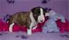 Chiot Bull Terrier miniature a donner - Annonce classée # 536842