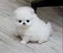 chiot Spitz pomeranian a donner - Annonce classée # 536843