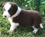 chiots Border collie a donner - Annonce classée # 536845