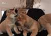 chiot Shiba inu a donner - Annonce classée # 536846