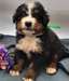 chiot bouvier bernois a donner - Annonce classée # 536847