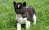chiot Akita Américain a donner - Annonce classée # 536848