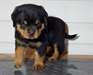 A donner chiot rottweiler - Annonce classée # 536849