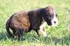 Adorable chiot Boxer a donner - Annonce classée # 536851
