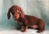 chiot Teckel a donner - Annonce classée # 536856