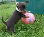 Chiot chihuahua a donner - Annonce classée # 536857