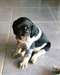 Chiot epagneul breton a donner - Annonce classée # 536858