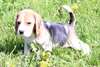 chiot Beagle a donner - Annonce classée # 536860