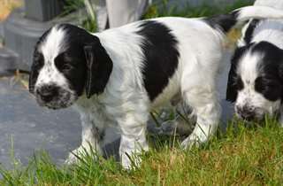 chiot cocker anglais a donner