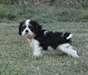 Chiots Cavaliers King Charles a donner - photo 1