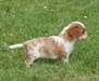 Chiots Cavaliers King Charles a donner - photo 2