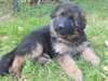 chiot Berger allemand a donner - photo 1