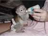 Singe capucin a donner - Annonce classée # 536873