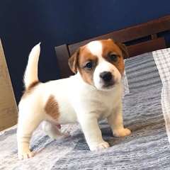 Chiots Jack Russel Terrier