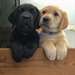 Chiots Labrador Retriever - Annonce classée # 536888