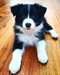 Chiots Border Collie - photo 1