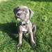 Chiots Staffordshire Bull Terrier - Annonce classée # 536892
